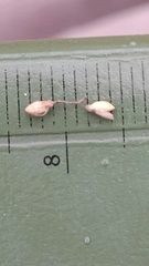 Dichanthelium villosissimum