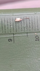 Dichanthelium villosissimum