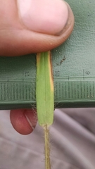 Dichanthelium villosissimum