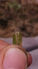 Dichanthelium villosissimum