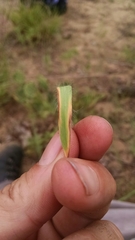 Dichanthelium villosissimum