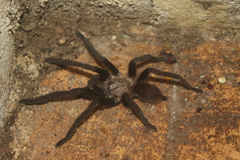 Selenocosmiinae
