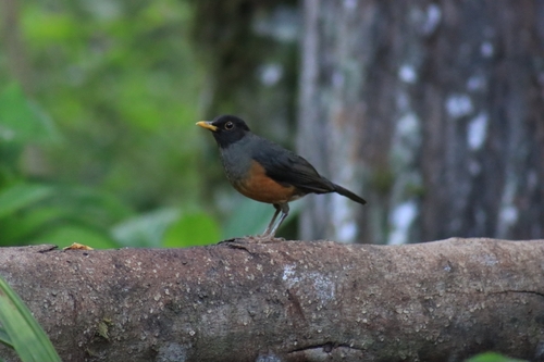 Chestnut-bellied Thrush (Turdus fulviventris), photo 9