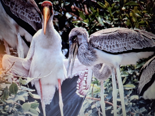 Yellow-billed Stork