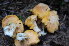 Cantharellus pallens
