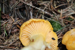 Cantharellus pallens
