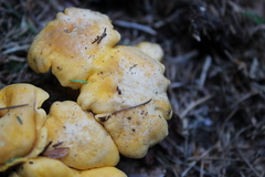 Cantharellus pallens