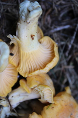Cantharellus pallens