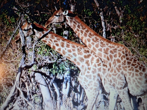 Southern Giraffe