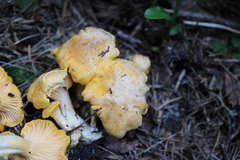 Cantharellus pallens