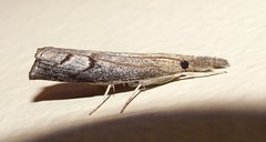 Neodactria caliginosellus