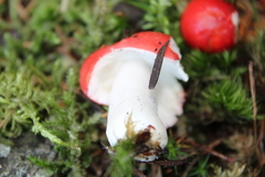 Russula nana