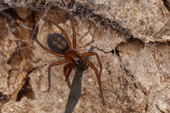 Callobius severus