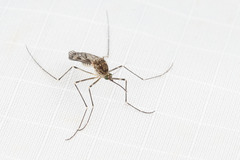 Culiseta incidens