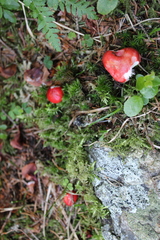 Russula nana