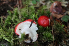 Russula nana