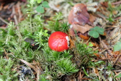 Russula nana