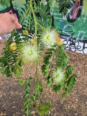 Acacia lebbeck (Acacia lebbeck)