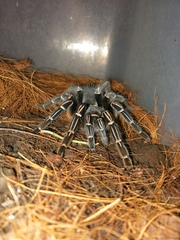 Aphonopelma seemanni