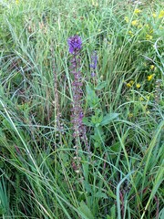 Salvia pratensis