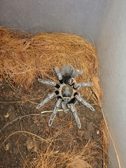 Aphonopelma seemanni
