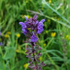 Salvia pratensis