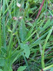 Salvia pratensis