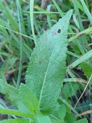 Salvia pratensis