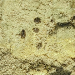 Corixoidea