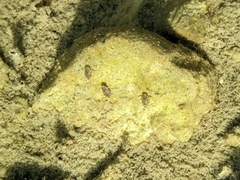 Corixoidea