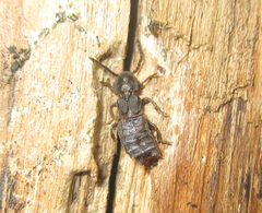 Phosphaenus hemipterus