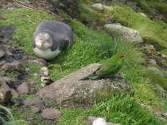 Red-Crowned Parakeet photo 3