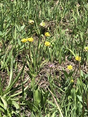 Ranunculus alismifolius