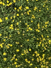 Ranunculus alismifolius