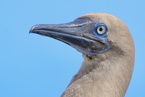 Piquero patirrojo (Sula sula)