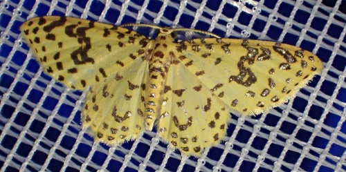 Eois golosata