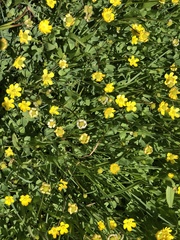 Ranunculus alismifolius