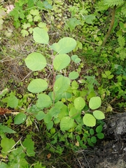 Amelanchier spicata