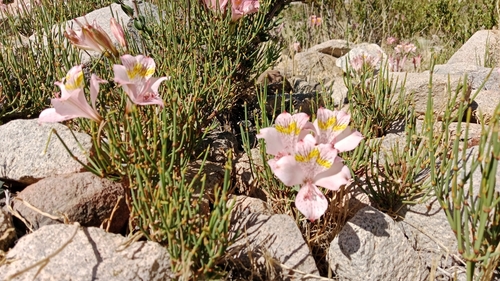 Alstroemeria pallida, photograph 6