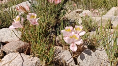 Alstroemeria pallida, photograph (c) Víctor Sarabia Sánchez, some rights reserved (CC BY)