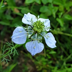 Nigella arvensis