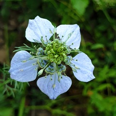 Nigella arvensis