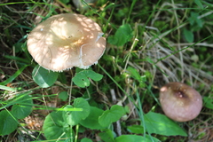 Russula nauseosa