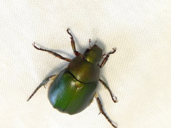 Anomala albopilosa