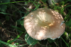 Russula nauseosa