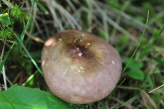 Russula nauseosa
