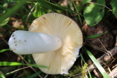 Russula nauseosa