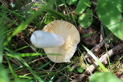 Russula nauseosa