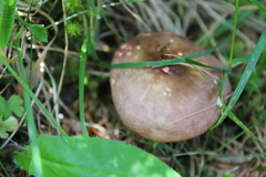 Russula nauseosa