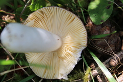 Russula nauseosa